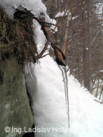 Ondřejník, makrosnímky